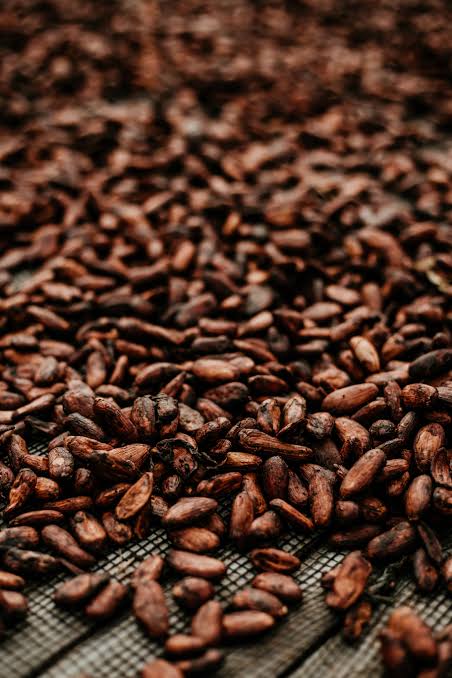 Cocoa beans and shell husk for export
