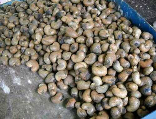 Raw cashew nuts for export