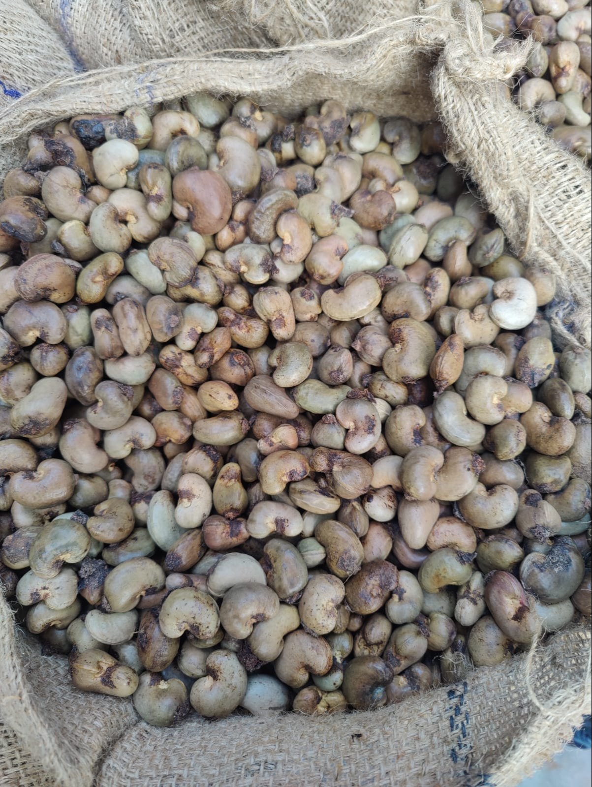 Raw cashew nuts