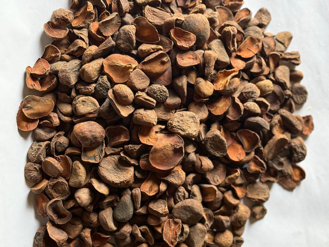 Dried kola nuts